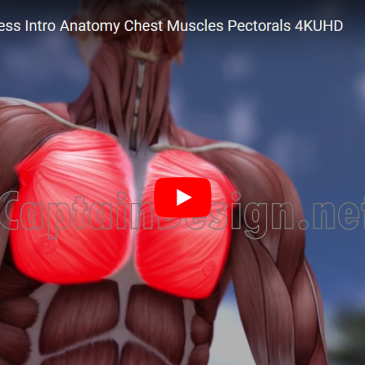 Stock video: Bodybuilding Fitness Intro Anatomy Chest Muscles